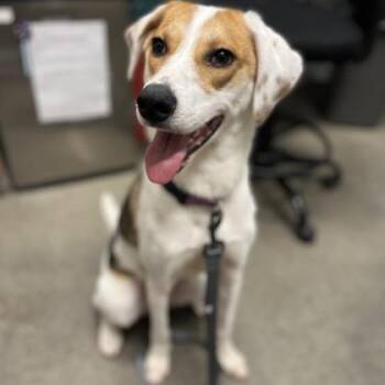 Mixed Breed Dogs Available for Adoption in Janesville, Wisconsin - Izzy | PetCurious