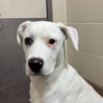 Dottie -  Pit Bull Terrier and Mixed Breed Dog for Adoption in Reno, Nevada - Dottie | PetCurious