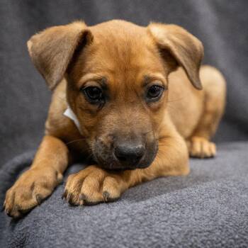 Ferret -  Mixed Breed Dog for Adoption in Cheyenne, Wyoming - Ferret | PetCurious