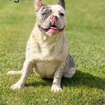 Huddy -  French Bulldog Dog for Adoption in Oak Bluffs, Massachusetts - Huddy | PetCurious