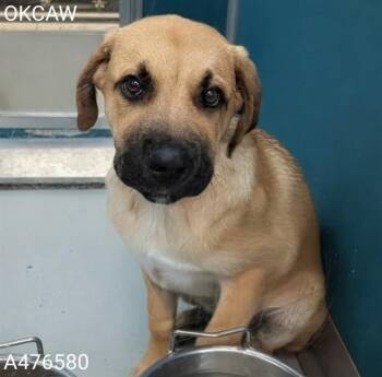 A476580 -  Anatolian Shepherd Dog for Adoption in Oklahoma City, Oklahoma - A476580 | PetCurious