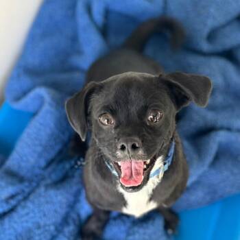 Columbo -  Pug and Mixed Breed Dog for Adoption in San Pablo, California - Columbo | PetCurious