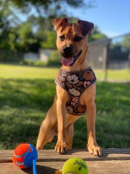 Rescue Chihuahua and Shar Pei Dogs for Adoption in Chattanooga, Tennessee - Gigi | PetCurious