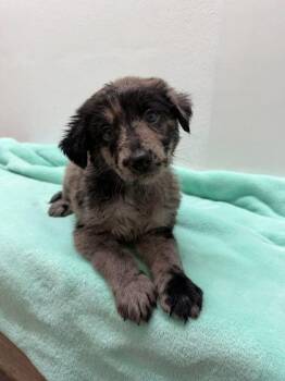 Shepherd and Mixed Breed Dogs Available for Adoption - Joan | PetCurious