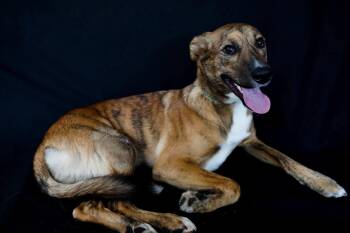 Gideon -  Greyhound Dog for Adoption in Anniston, Alabama - Gideon | PetCurious