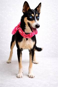 Husky and German Shepherd Dog Dogs Available for Adoption in Nahunta, Georgia - Sapphire  | PetCurious