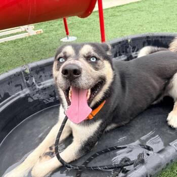 Siberian Husky Dogs Available for Adoption - Kodiak | PetCurious