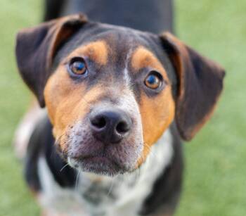 Hound and Terrier Dogs Available for Adoption - Shawn | PetCurious