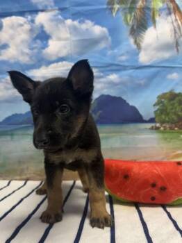 Burnt -  Shepherd and Mixed Breed Dog for Adoption in San Antonio, Texas - Burnt | PetCurious