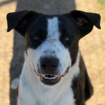 Border Collie and Terrier Dogs Available for Adoption in Bloomfield, Connecticut - Zoboomafoo | PetCurious