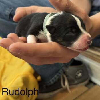 Rudolph -  Australian Cattle Dog Blue Heeler and Mixed Breed Dog for Adoption in Lynchburg, Virginia - Rudolph | PetCurious