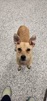 Dash -  Terrier Dog for Adoption in Athens, Tennessee - Dash | PetCurious