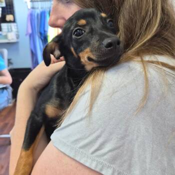 Yue -  Chihuahua Dog for Adoption in Wahiawa, Hawaii - Yue | PetCurious