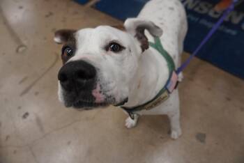 Dapper Dan -  Boxer Dog for Adoption in Pflugerville, Texas - Dapper Dan | PetCurious