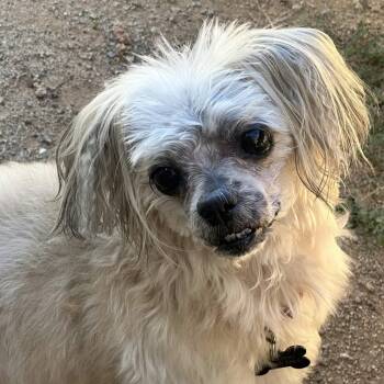 DOLLY aka ESMAY -  Lhasa Apso Dog for Adoption in Marana, Arizona - DOLLY Aka ESMAY | PetCurious