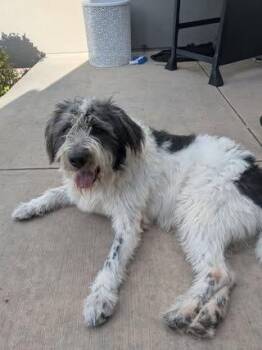 Barney -  Old English Sheepdog Dog for Adoption in Colorado Springs, Colorado - Barney | PetCurious