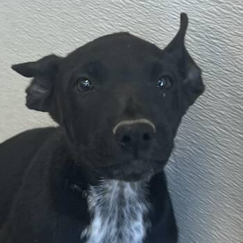 107784 -  Mixed Breed Dog for Adoption in Las Cruces, New Mexico - 107784 | PetCurious