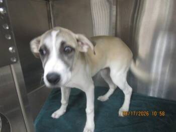 Mouse (502) -  Shepherd and Hound Dog for Adoption in Marietta, Georgia - Mouse (502) | PetCurious