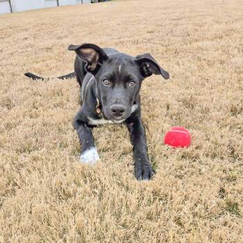 Labrador Retriever and German Shepherd Dog Dogs Available for Adoption - Laurette | PetCurious