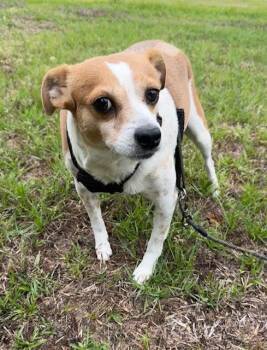 Jack Russell Terrier Dogs Available for Adoption in Tarrytown, Georgia - Buzz | PetCurious