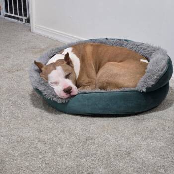 Bootsie -  Pit Bull Terrier Dog for Adoption in Waggaman, Louisiana - Bootsie | PetCurious