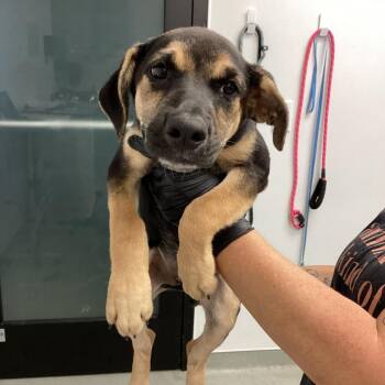 Ember -  Hound and Shepherd Dog for Adoption in Abilene, Texas - Ember | PetCurious
