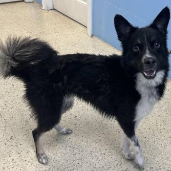 Chance 4832 -  Chihuahua and Mixed Breed Dog for Adoption in Loxahatchee Groves, Florida - Chance 4832 | PetCurious