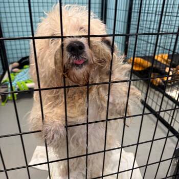 Terrier Dogs Available for Adoption in Houston, Texas - Blane | PetCurious