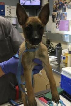 Belgian Shepherd Malinois and Mixed Breed Dogs Available for Adoption in Riverside, California - JUNO | PetCurious