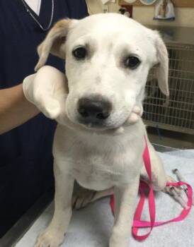 MARLEY -  Labrador Retriever and Mixed Breed Dog for Adoption in Riverside, California - MARLEY | PetCurious