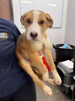 Mixed Breed Dogs Available for Adoption - Flora | PetCurious