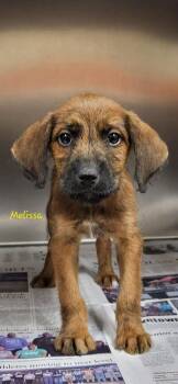 Melissa Gilbert -  Mixed Breed Dog for Adoption in Groveland, Massachusetts - Melissa Gilbert | PetCurious