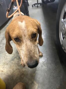 Tink -  Hound Dog Available for Adoption in Oxford, North Carolina - Tink | PetCurious