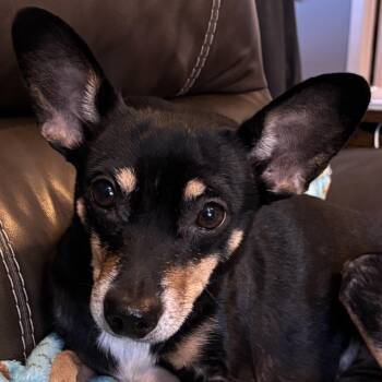 Rescue Miniature Pinscher Dogs for Adoption in Normal, Illinois - Thistle | PetCurious