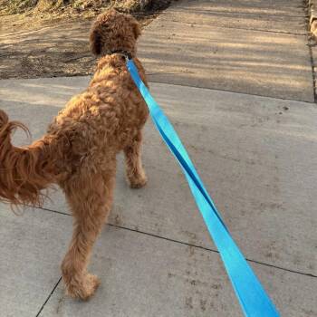 Golden Retriever and Poodle Dogs Available for Adoption - Kona D10828 | PetCurious