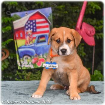Butterfinger -  Labrador Retriever Dog for Adoption in Wake Forest, North Carolina - Butterfinger | PetCurious