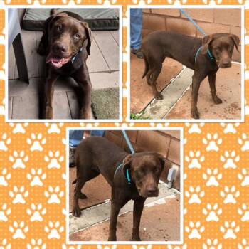 COOKIE -  Chocolate Labrador Retriever Dog for Adoption in Buckhannon, West Virginia - COOKIE | PetCurious
