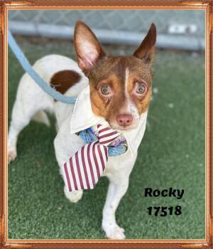 Chihuahua Dogs Available for Adoption - ROCKY | PetCurious