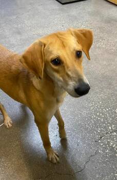 Mixed Breed Dogs Available for Adoption in Ocala, Florida - Honeycomb | PetCurious