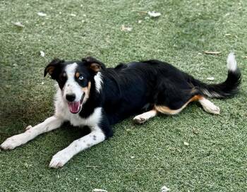 Border Collie Dogs Available for Adoption in Bend, Oregon - Jasper | PetCurious