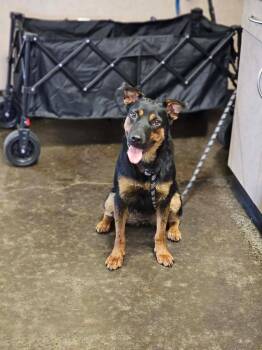 Found stray: Sugar -  Australian Kelpie Dog for Adoption in Rockwall, Texas - Found Stray: Sugar | PetCurious