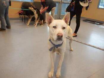 Siberian Husky and German Shepherd Dog Dogs Available for Adoption in San Jose, California - NICK | PetCurious