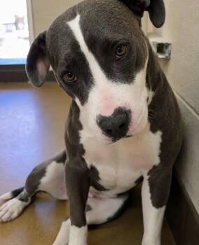 Melanie -  Pit Bull Terrier Dog for Adoption in Arvada, Colorado - Melanie | PetCurious