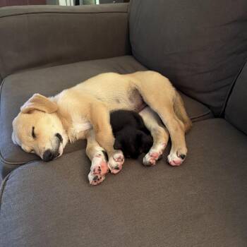 Lemon -  Golden Retriever and Mixed Breed Dog for Adoption in Baton Rouge, Louisiana - Lemon | PetCurious