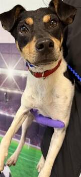 MARSHALL -  Miniature Pinscher and Rat Terrier Dog for Adoption in Doral, Florida - MARSHALL | PetCurious