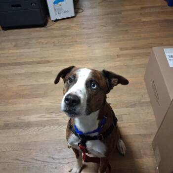 Jason Jelly -  Boxer and Siberian Husky Dog for Adoption in Baltimore, Maryland - Jason Jelly | PetCurious