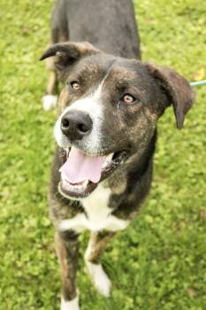 Gino -  Siberian Husky and Boxer Dog for Adoption in Ona, West Virginia - Gino | PetCurious