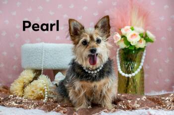 Miniature Schnauzer and Poodle Dogs Available for Adoption in Sevierville, Tennessee - Minnie And Pearl | PetCurious