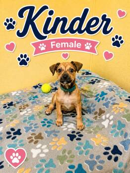 Kinder -  Chihuahua Dog for Adoption in Douglas, Massachusetts - Kinder | PetCurious