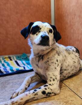 Rescue Dalmatian and Australian Cattle Dog Blue Heeler Dogs for Adoption in Hardeeville, South Carolina - Calypso | PetCurious